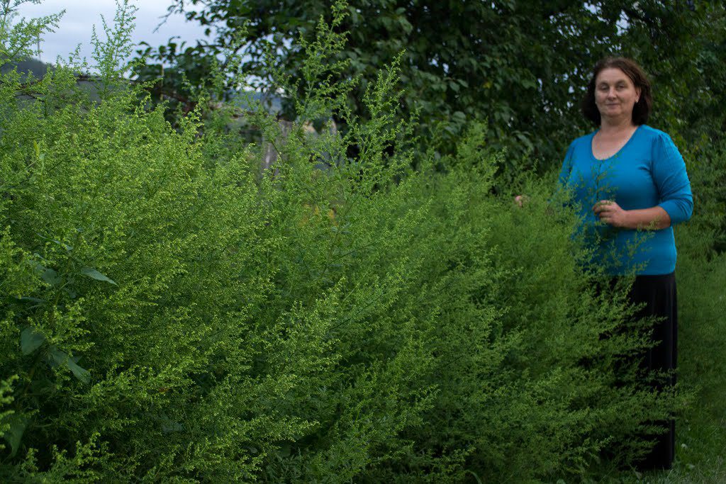 Artemisia annua la plante anti-cancer