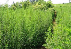 ARTEMISIA HERBES L'ESPOIR CONTRE LE CANCER ET LA LEUCÉMIE