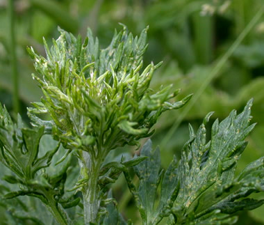 Artemisia Annua pour la recherche de traitement du cancer