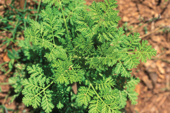 La feuille d'artemisia annua anti cancer