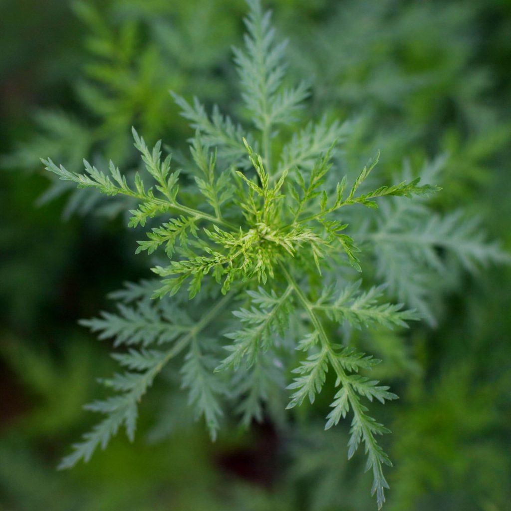 Cancer, l'Artemisia annua , une plante chinoise porteuse d'espoir