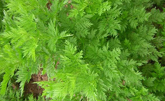 l'artemisia annua, une puissante polythérapie!