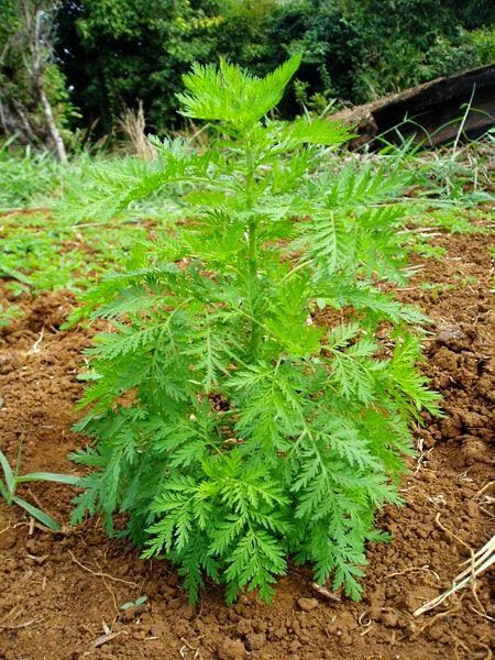 Artemisia annua bio du laboratoire Biologiquement